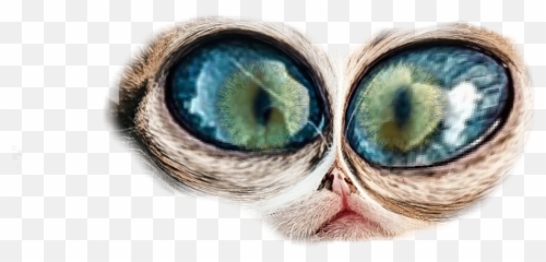 Crazy eyes - Sticker by justinwillis6969 Kitten Emoji