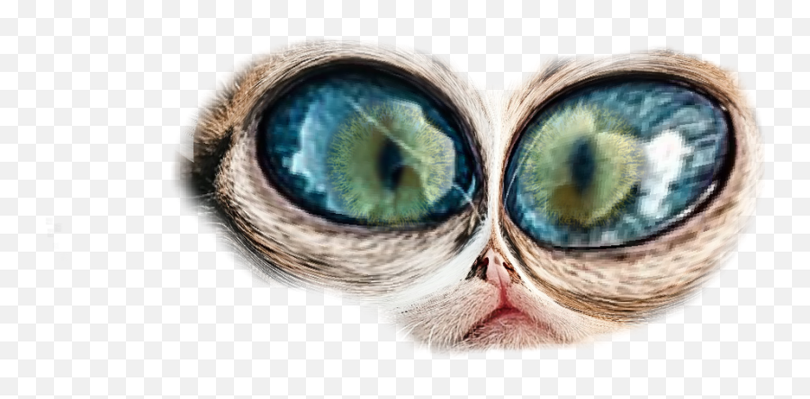 Crazy Eyes - Sticker By Justinwillis6969 Kitten Emoji,Crazy Eyes Emoji