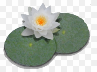 Lily Pad On Water Png U0026 Free Lily Pad On Waterpng - Water Lily Pad Transparent Emoji,Lily Pad Emoji