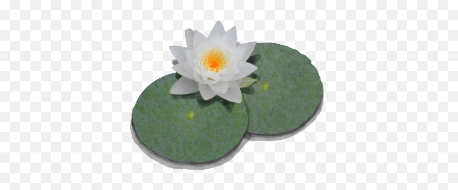 Lily Pad On Water Png U0026 Free Lily Pad On Waterpng Water Lily Pad Transparent Emoji Lily Pad Emoji Free Transparent Emoji Emojipng Com