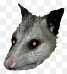 Opposum - Tasmanian Devil Emoji,Possum Emoji