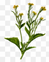 Mustard Plant - Brassica Juncea Drawing Emoji