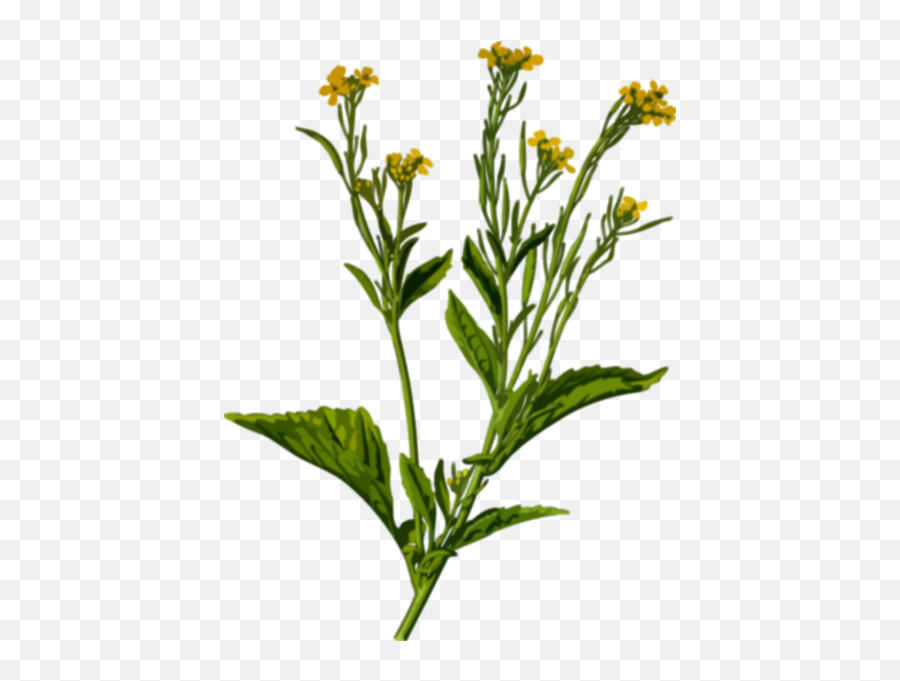 Mustard Plant - Brassica Juncea Drawing Emoji,Flag Chicken Emoji