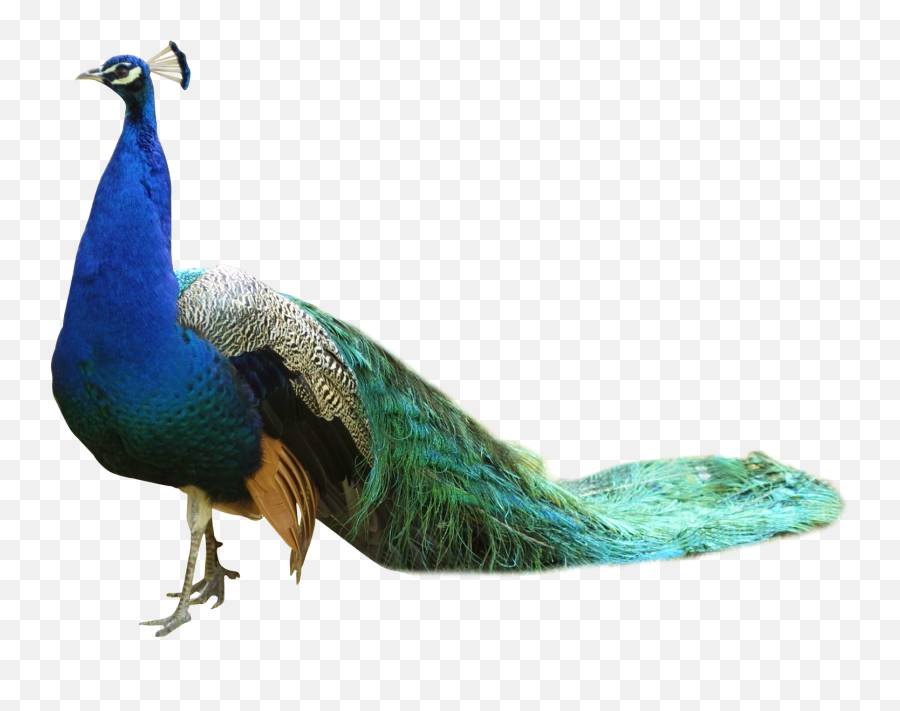 Michelle Henry For Mobile - Peacock Png Emoji,Peacock Emoticon