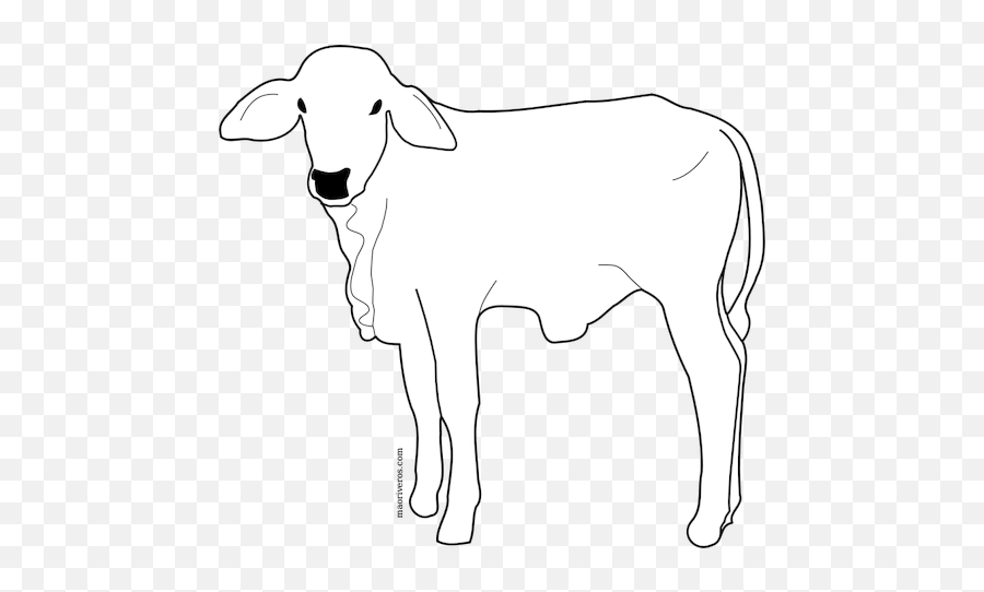 Male Calf Line Art Vector Image - Imagenes De Becerros Para Dibujar Emoji,Cow Man Emoji