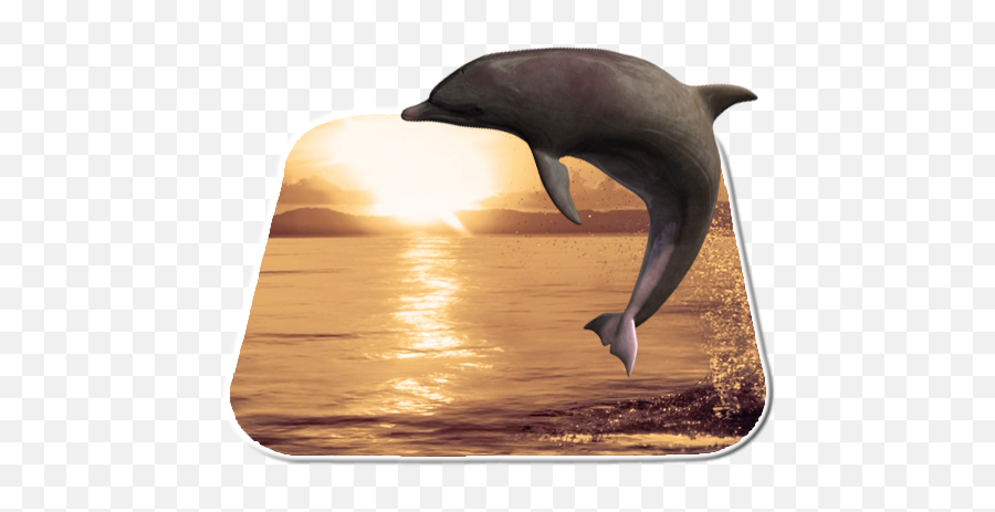 Dolphin Livewallpaper - Common Bottlenose Dolphin Emoji,Dolphin Emoji Android