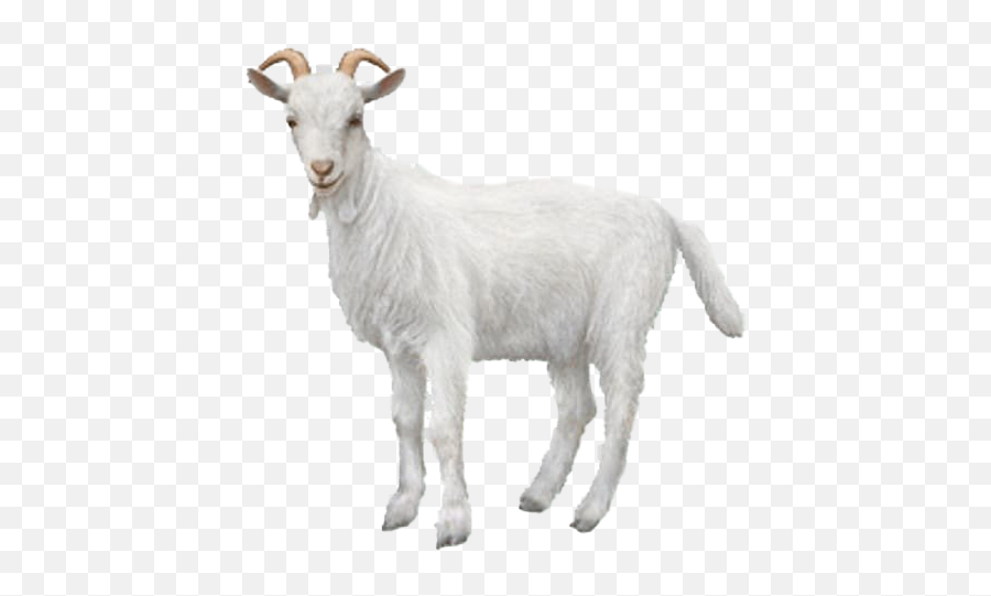 Goat Png Transparent - White Goat Transparent Background Emoji,Goat Emoji