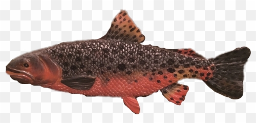 Fish Salmon Freetoedit - Sockeye Salmon Emoji,Salmon Emoji