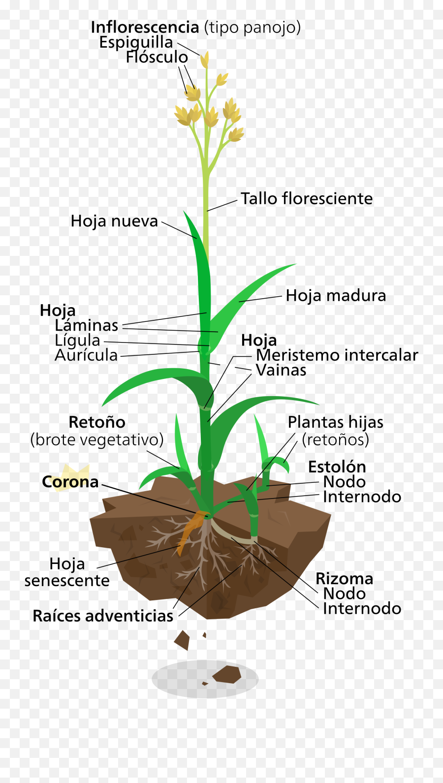 Grassy Grass Plant - Diagram Of Elephant Grass Emoji,Crown Emoji