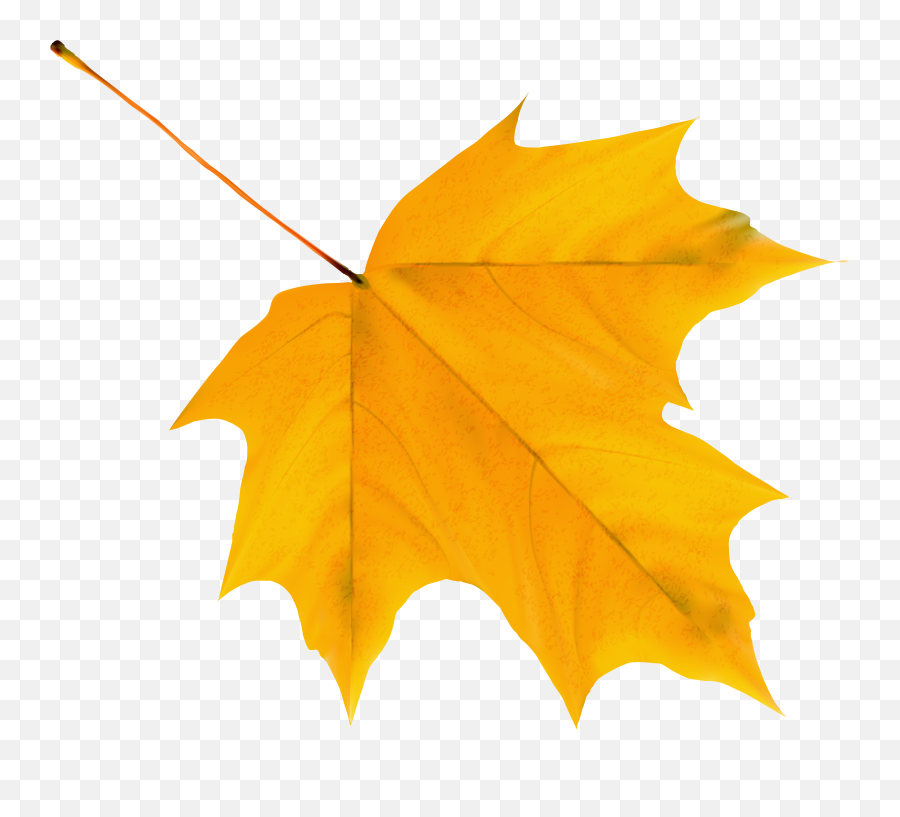 Free Photo Autumn Leaf - Autumn Flora Leaf Free Transparent Yellow Leaf Png Emoji,Autumn Leaf Emoji