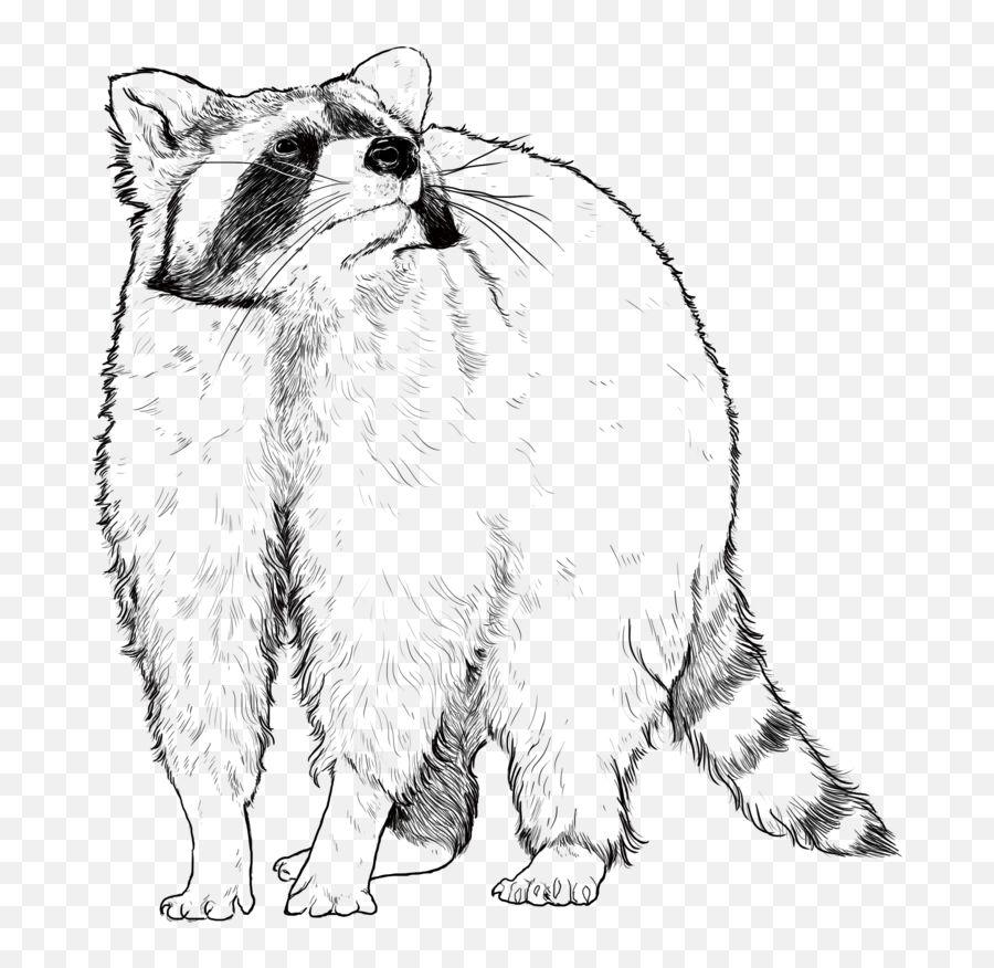 Raccoon Cuteness Icon - Raccoon Png Download 600900 Soft Emoji,Racoon Emoji