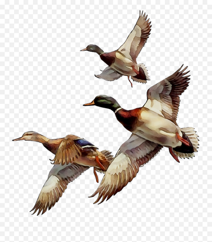 Mallard Bird Duck Goose Gif - Png Download 11061211 Mallard Png Emoji,Duck Emoticon