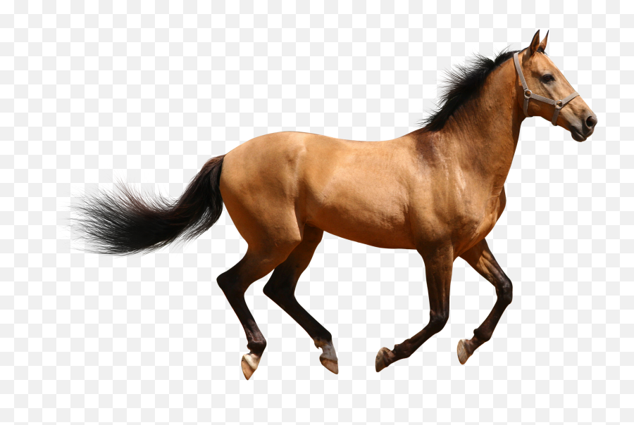 Download Horse Friesian Eater Mule Clydesdale Paint American - Free Download Hd Horse Emoji,Horse Emoticon