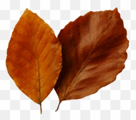 Leaf Fall Leaves Clip Art Beautiful Autumn Clipart 2 - Autumn Emoji,Fall Leaves Emoji