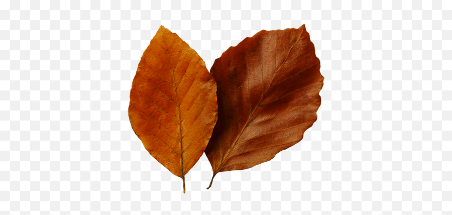 Leaf Fall Leaves Clip Art Beautiful Autumn Clipart 2 - Autumn Emoji,Fall Leaves Emoji