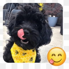 These 20 Doggies are Totally Ready for World Emoji Day - Flowerpot