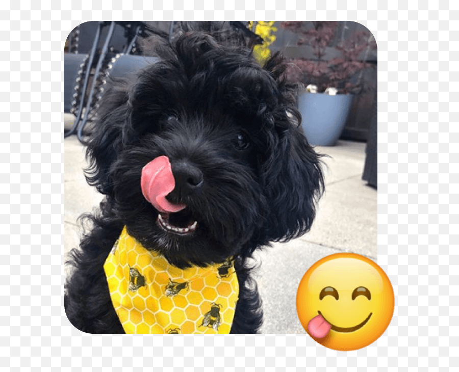 These 20 Doggies Are Totally Ready For World Emoji Day - Flowerpot,Hmm Emoji