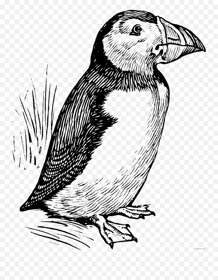 Bird Coloring Pages Puffin Png - Puffin Bird Outline Emoji,Puffin Emoji