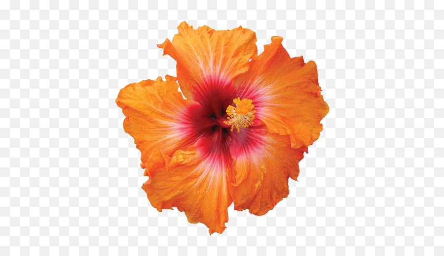 Collection Of Free Hibiscus Transparent File - Orange Hibiscus Flower Png Emoji,Hibiscus Emoji