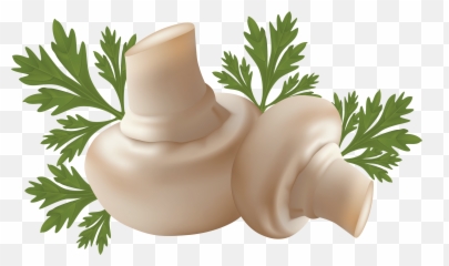 Download White Mushrooms Png Image Hq - Mushroom Clipart Png Emoji,Mushroom Man Emoji