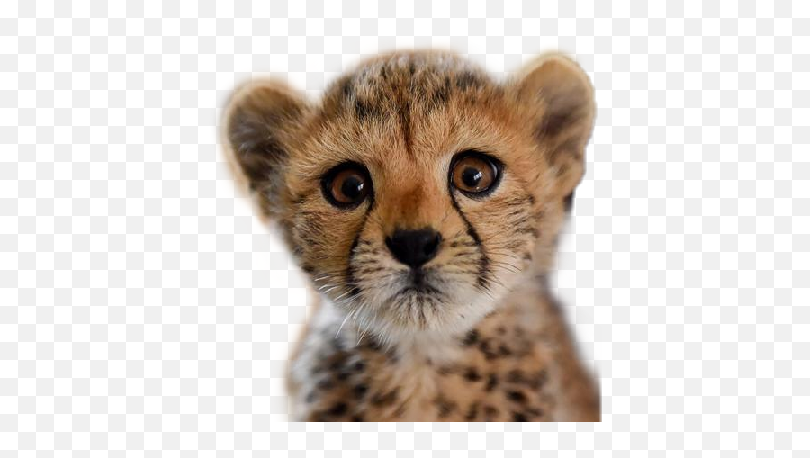 Cheetah Sticker Challenge - Zoom Virtual Background Cheetah Emoji,Cheetah Emoji