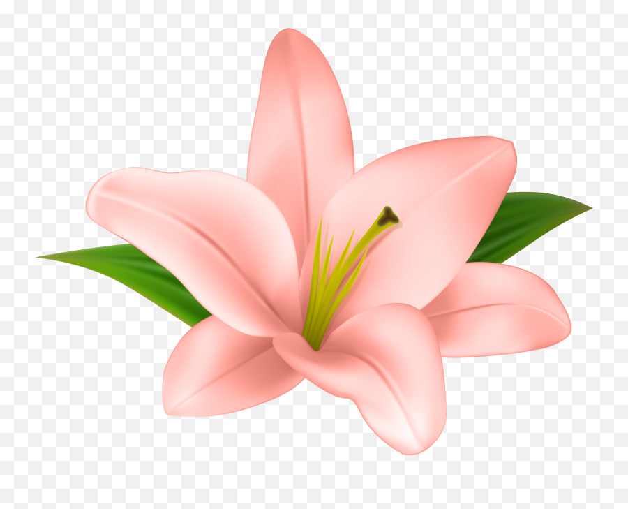 Clipart Of Lily Flower - Transparent Background Lily Flower Clipart Emoji,Lily Flower Emoji