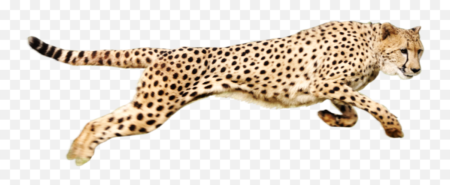 Download Cheetah Download Png Hq Png Image - Cheetah Png Transparent Emoji,Cheetah Emoji
