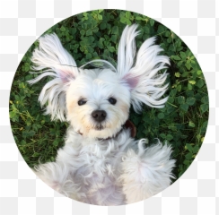 Dog Maltese Freetoedit Emoji