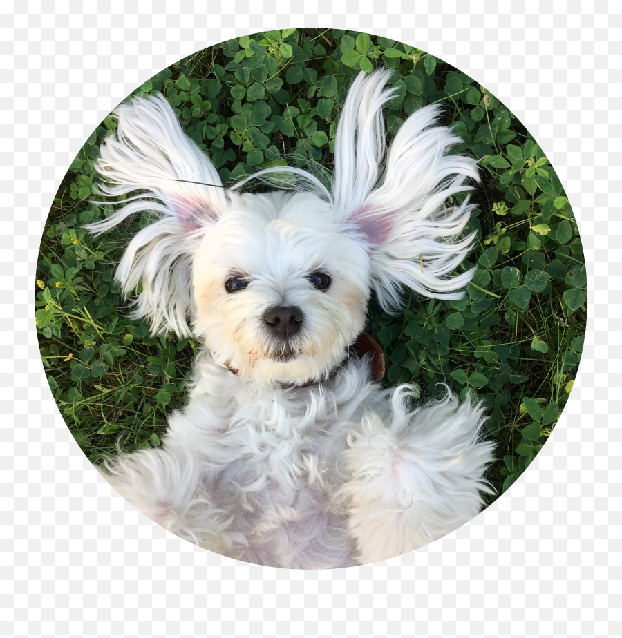 Dog Maltese Freetoedit Emoji,Maltese Emoji