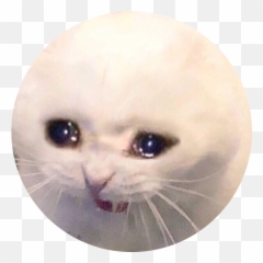 sad cat meme crying screaming freetoedit - Sad Cat Crying Meme Emoji