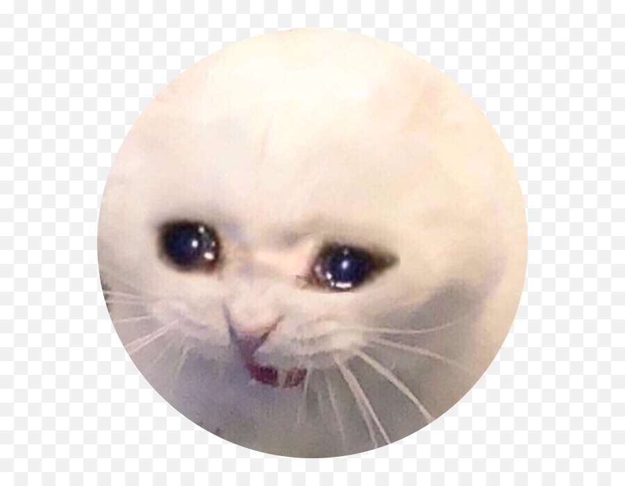 Sad Cat Meme Crying Screaming Freetoedit - Sad Cat Crying Meme Emoji,Crying Cat Emoji