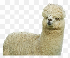 HQ PNG and vectors for Free Download - DLPNGcom Alpaca Png Emoji