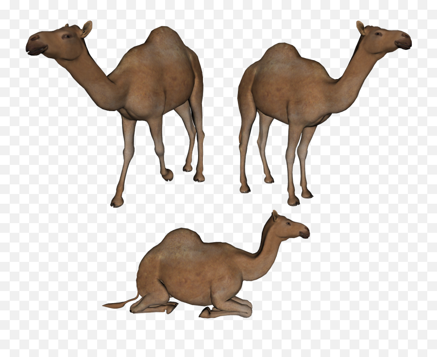 Cartoon Pictures Of Camels - Clip Art Library Clip Art Camel Family Emoji,Camel Emoticon