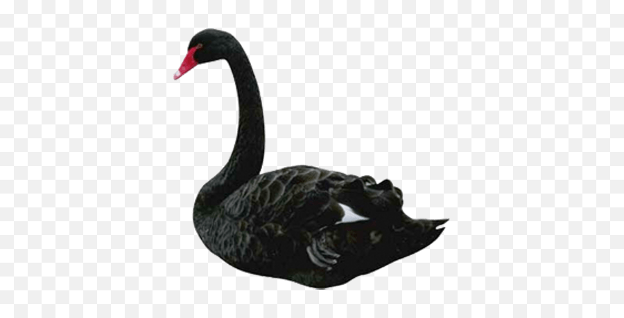 Ducks Geese And Swans Png U0026 Free Ducks Geese And Swanspng - Black Swan Taleb Emoji,Swan Emoji