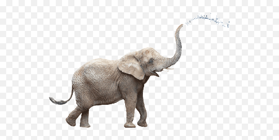 Drunk Elephant Animated Grey - Cloudygif Camel Giraffe Rhinoceros Elephant Emoji,Elephant Emojis