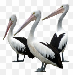 Animal Birds Pelican Freetoedit - Transparent Background Sea Birds Png Emoji,Pelican Emoji