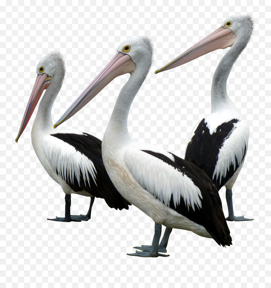 Animal Birds Pelican Freetoedit - Transparent Background Sea Birds Png Emoji,Pelican Emoji
