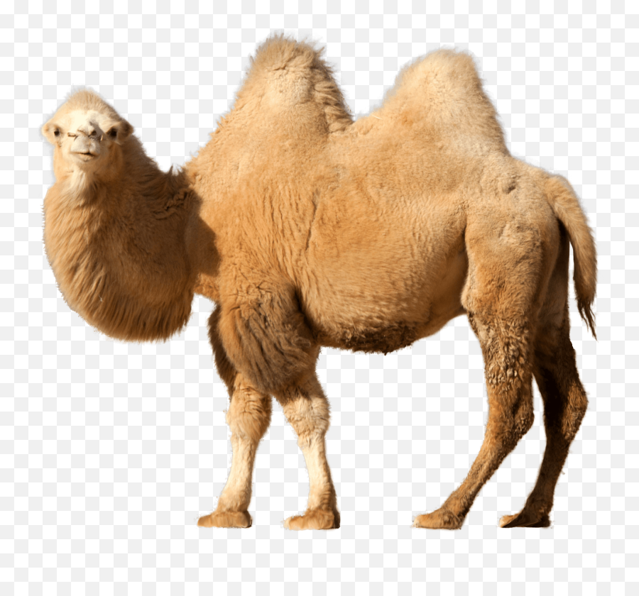 13 Camel - Camel On Transparent Background Emoji,Camel Emoji