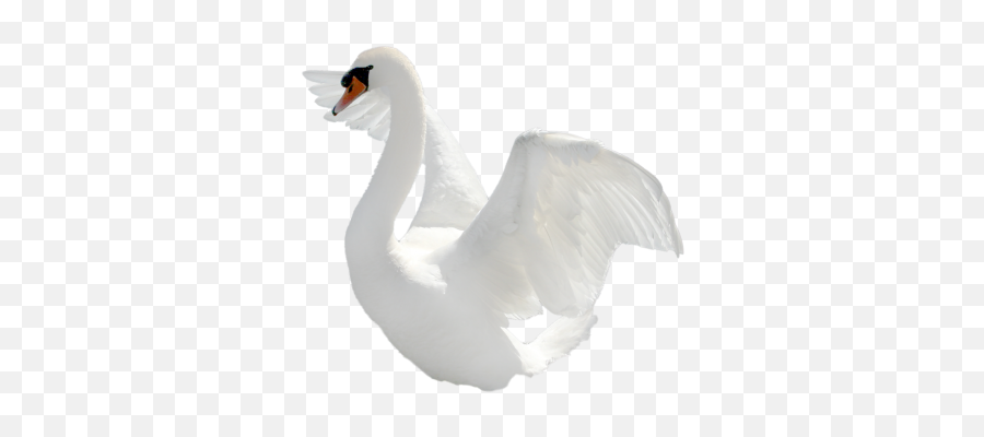 Sbcp42 Swan Bird Clipart Png Big Pictures Hd 4570bookinfo - Birds Emoji,Swan Emoji