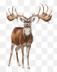 Deer Art Png Free - Clip Emoji