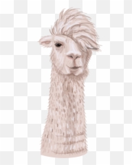 Realistic Alpaca For Kids Animal Wall - Soft Emoji,Alpaca Emoji