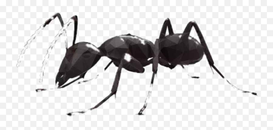 Ant - Black Ant Transparent Background Emoji,Ant Emoji