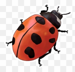 Freetoedit Ladybug Ladybird Uurböcei - Realistic Ladybug Clipart Emoji,Ladybug Emoji