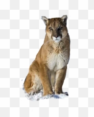 Cougar - Cougar The Same As Mountain Lion Emoji,Cougar Emoji