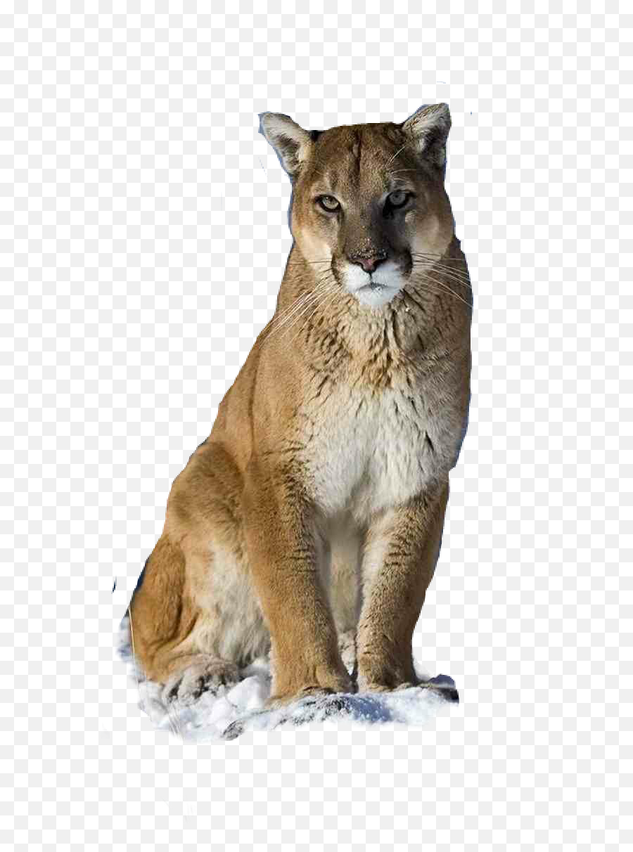 Cougar - Cougar The Same As Mountain Lion Emoji,Cougar Emoji