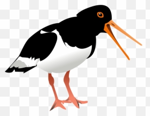 Oyster Catcher Bird Ave Wildlife - Oystercatcher Clipart Emoji,Turtle Bird Emoji