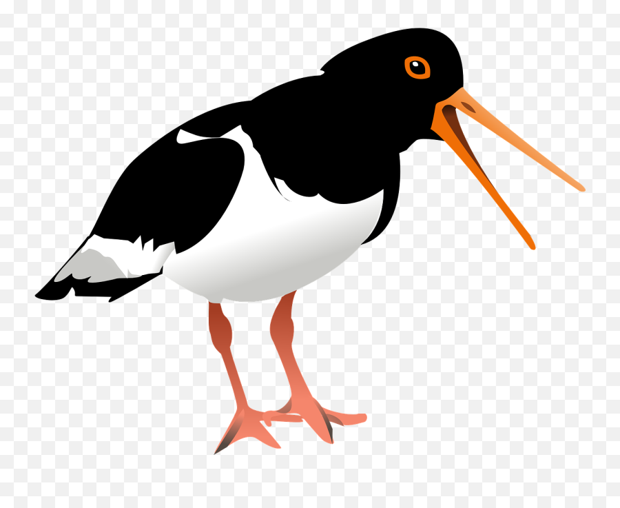 Oyster Catcher Bird Ave Wildlife - Oystercatcher Clipart Emoji,Turtle Bird Emoji