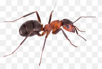 Ant Png Images Picture - Ant Transparent Background Emoji,Ant Emoji