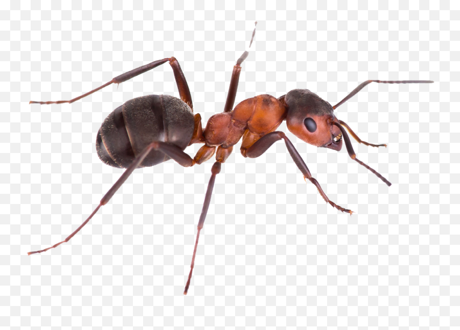 Ant Png Images Picture - Ant Transparent Background Emoji,Ant Emoji