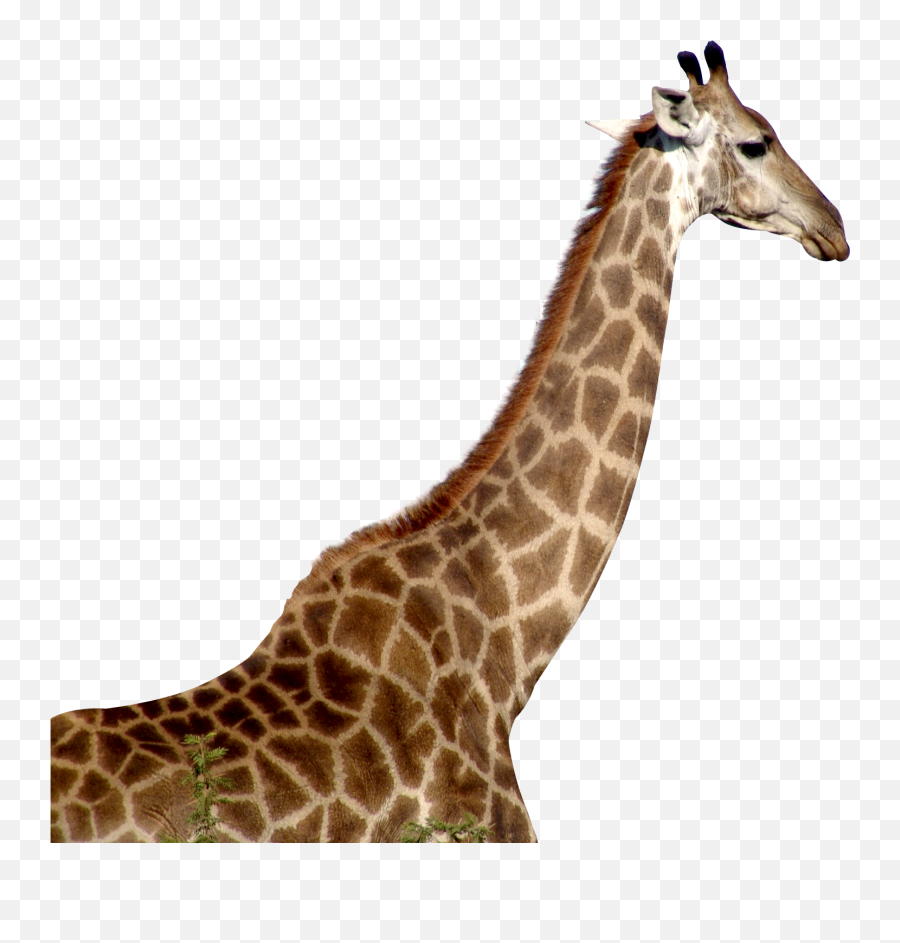Giraffe Png Download - Giraffe Png Emoji,Giraffe Emoji